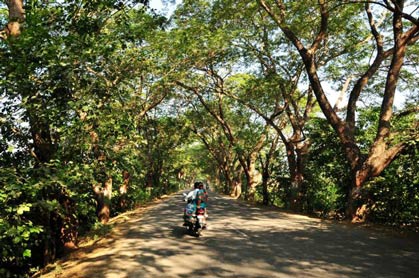 Vanajeevi-Ramaiah---tree-cover-Telangana9